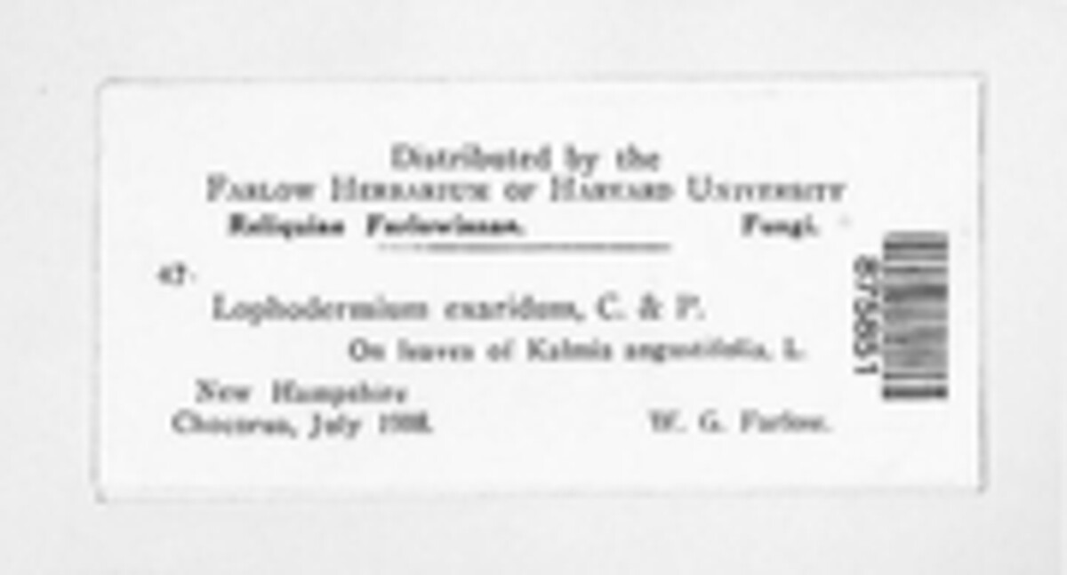 Lophodermium exaridum image